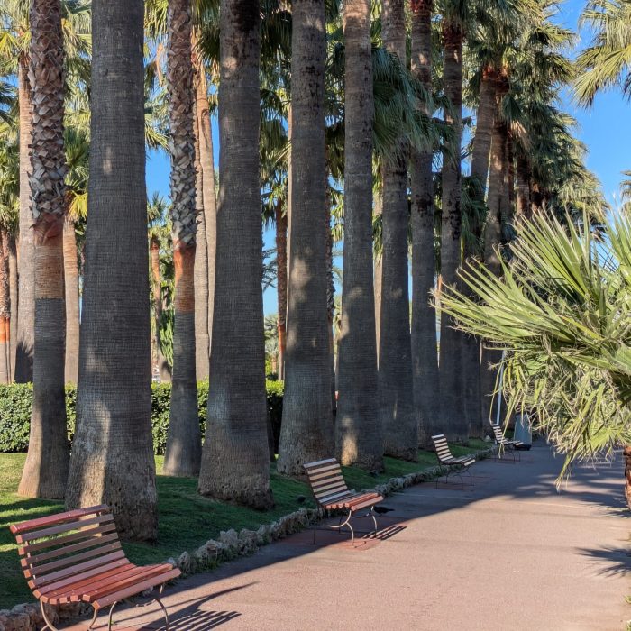 Cannes Allee Palmiers Cannes Allee Palmiers